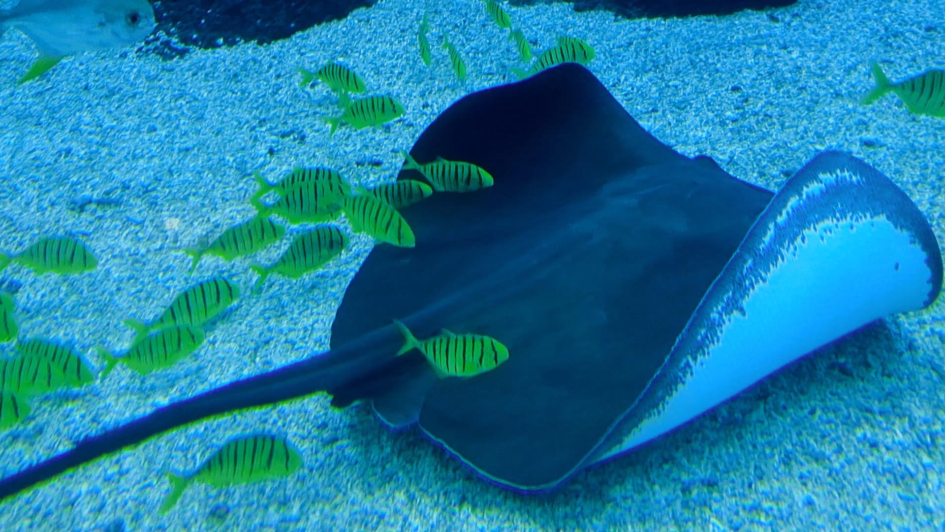 4K拍摄海底世界海洋馆鱼类魔鬼鱼水底动物观光视频的预览图