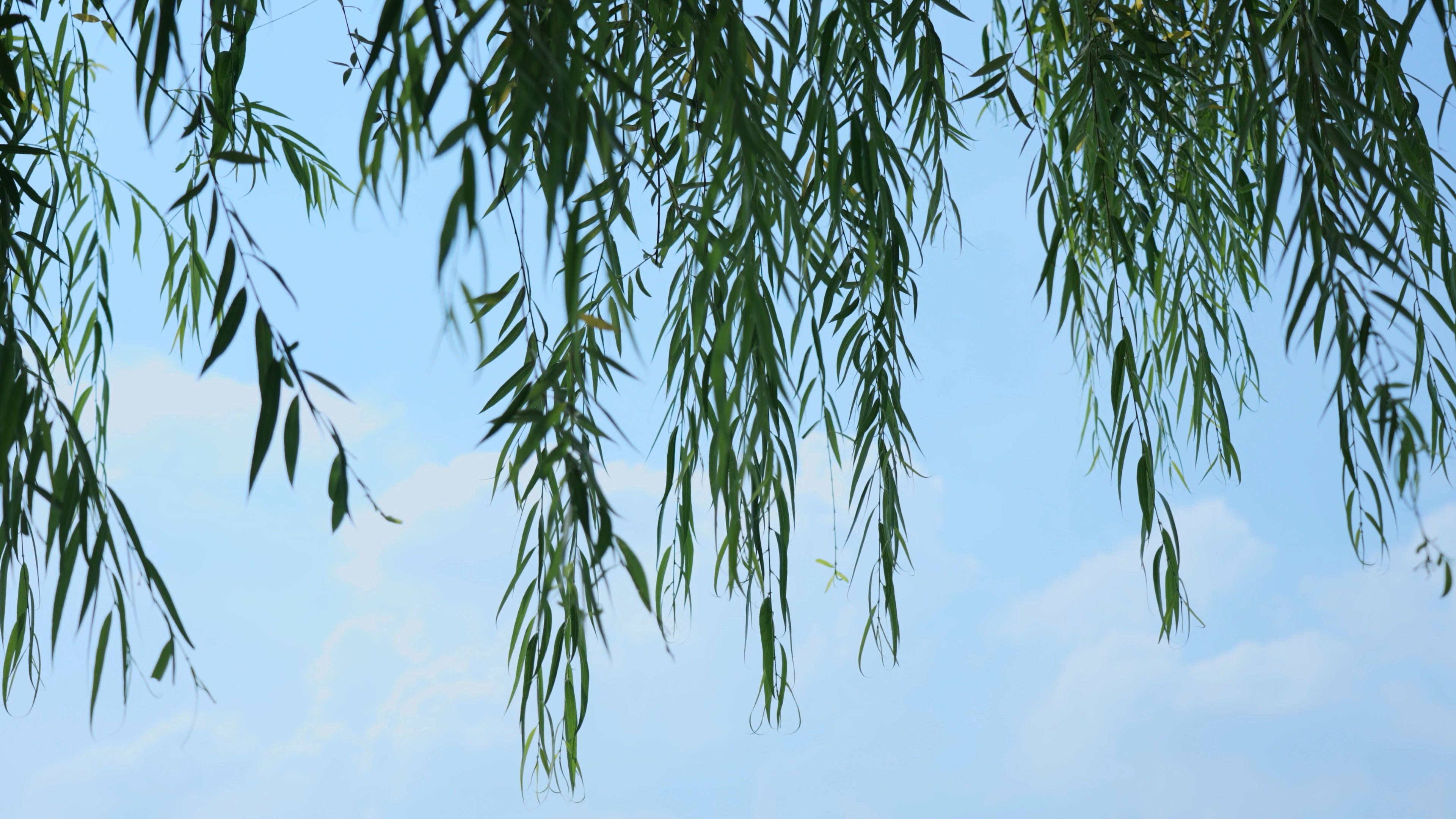 4k柳树树叶随风飘荡夏季植物风景空镜唯美意境夏季自然风景视频的预览图