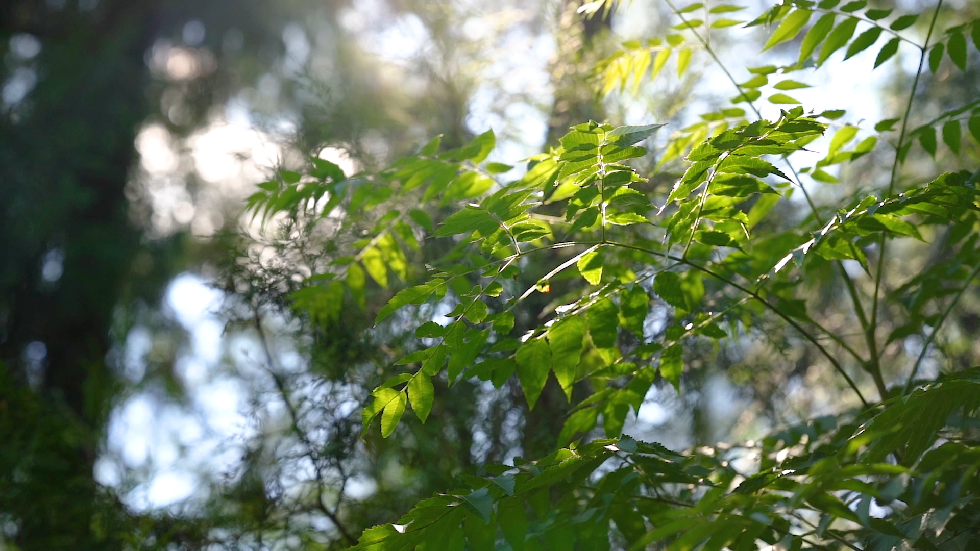 4K实拍唯美阳光透过植物意境空镜头唯美意境空境自然风景自然风光视频的预览图