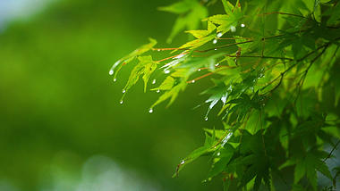 4k实拍唯美雨后树叶上的雨滴自然风景空镜视频的预览图