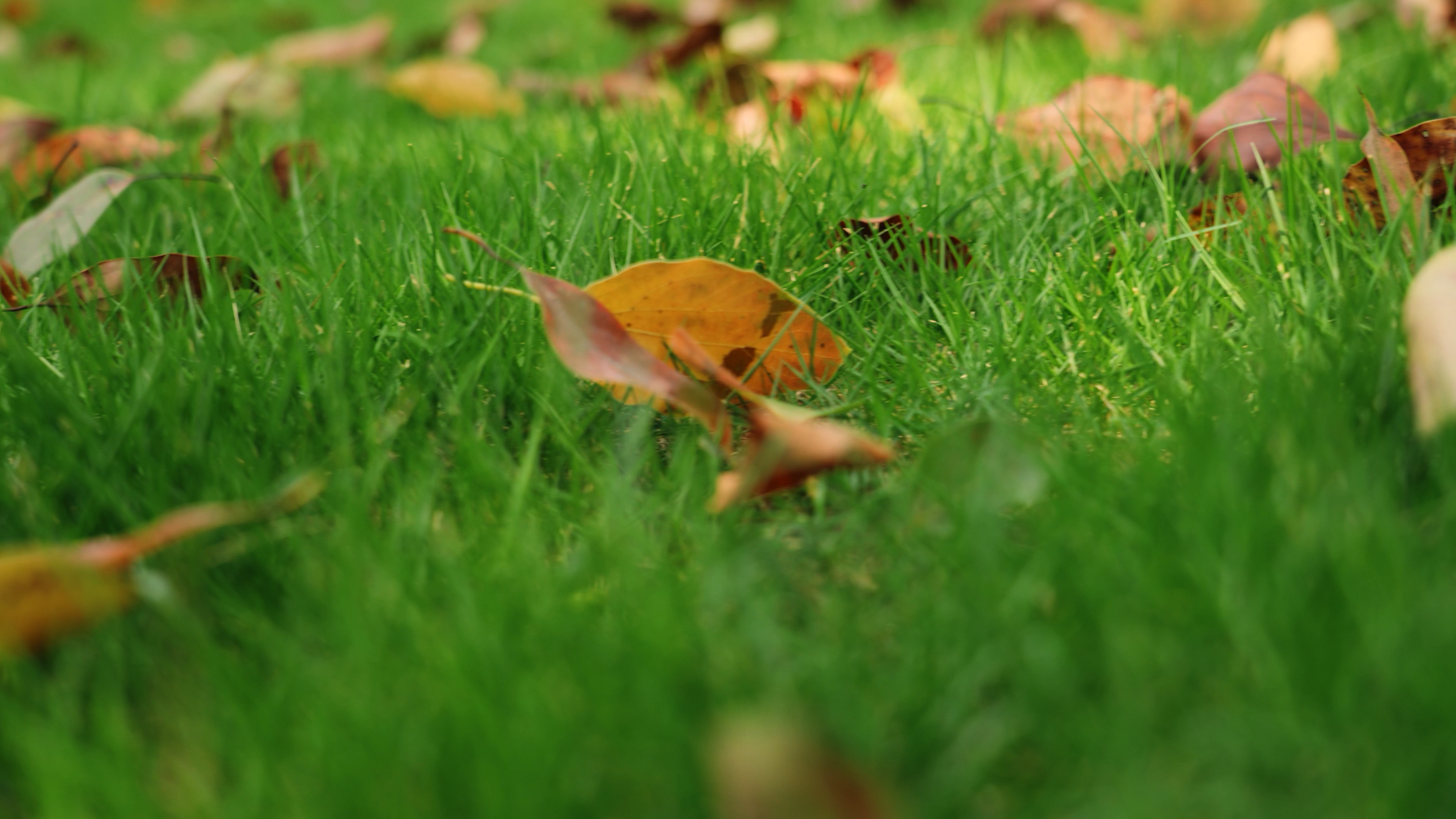 4k实拍秋天低角度草地上的落叶枯叶景色视频的预览图
