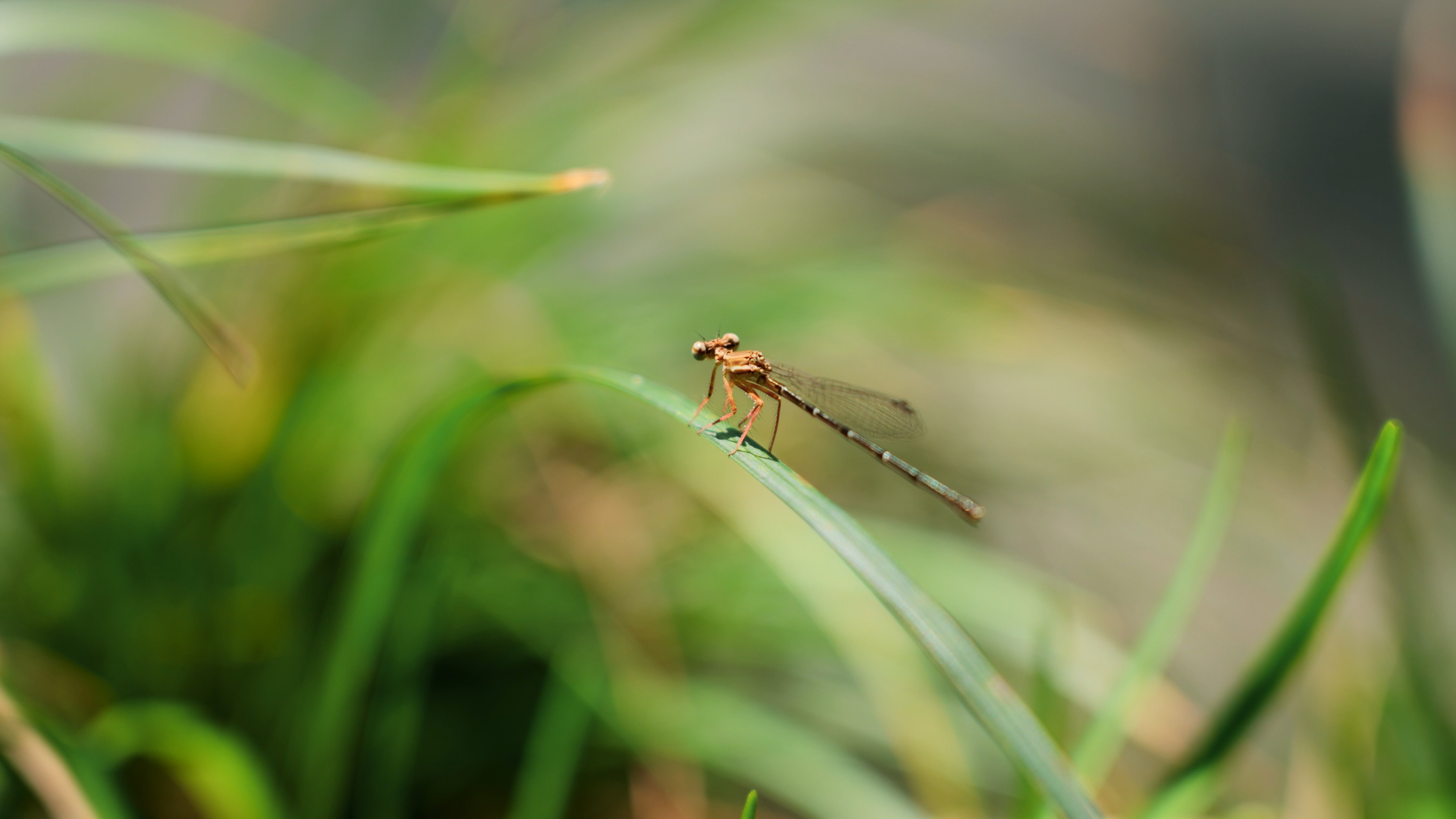 4k蜻蜓小蜻蜓昆虫实拍自然风景写意空镜视频的预览图
