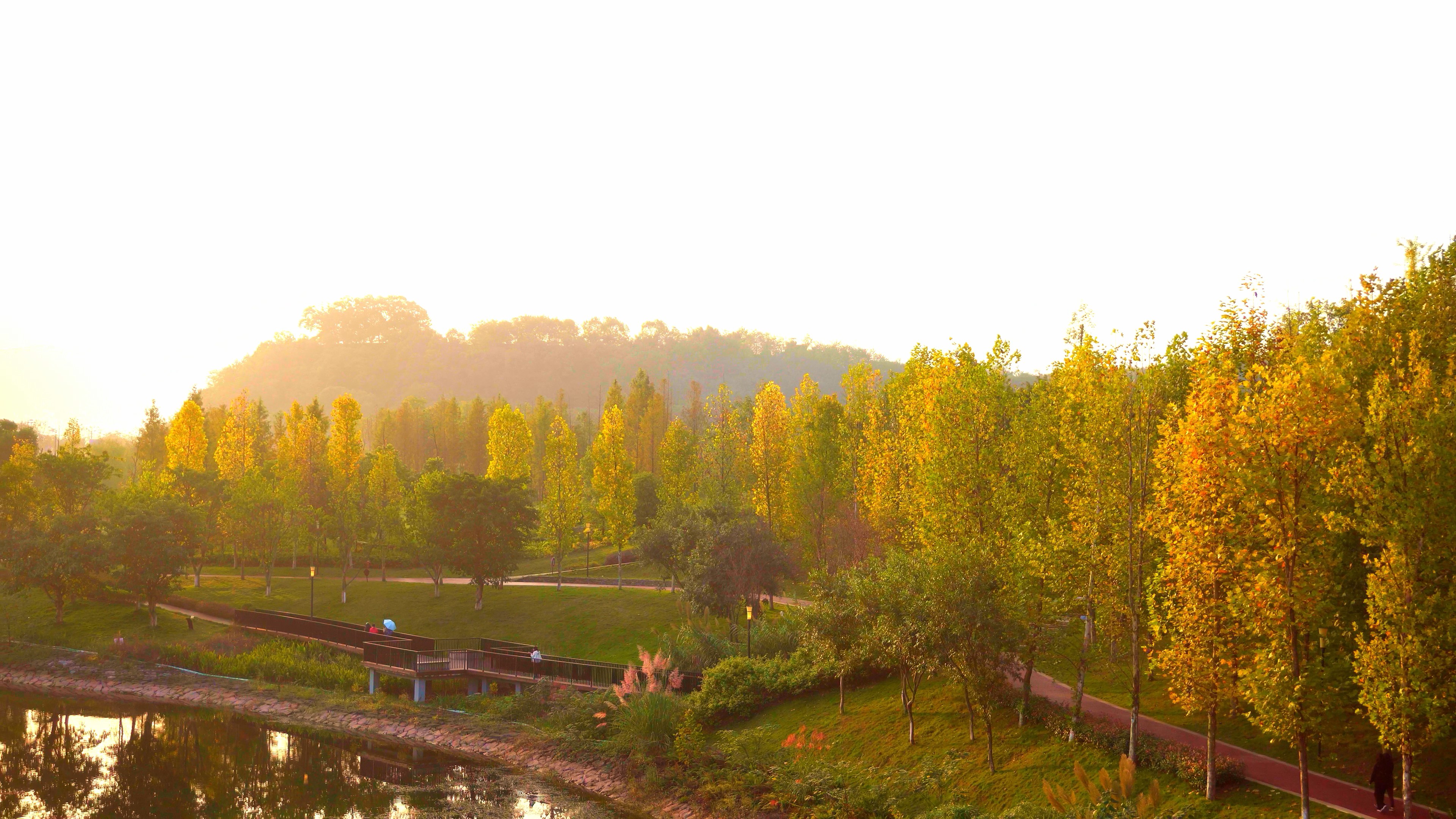 4K实拍秋天唯美夕阳枫树林视频的预览图