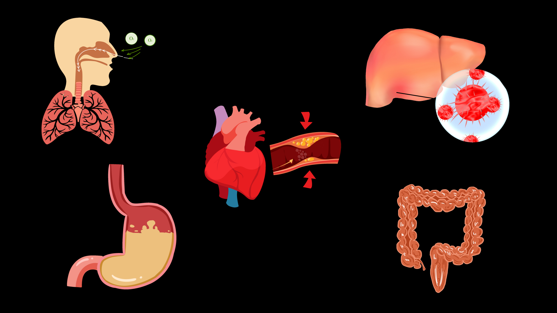 人体器官肠子肺部呼吸爱肝护肝胃视频的预览图