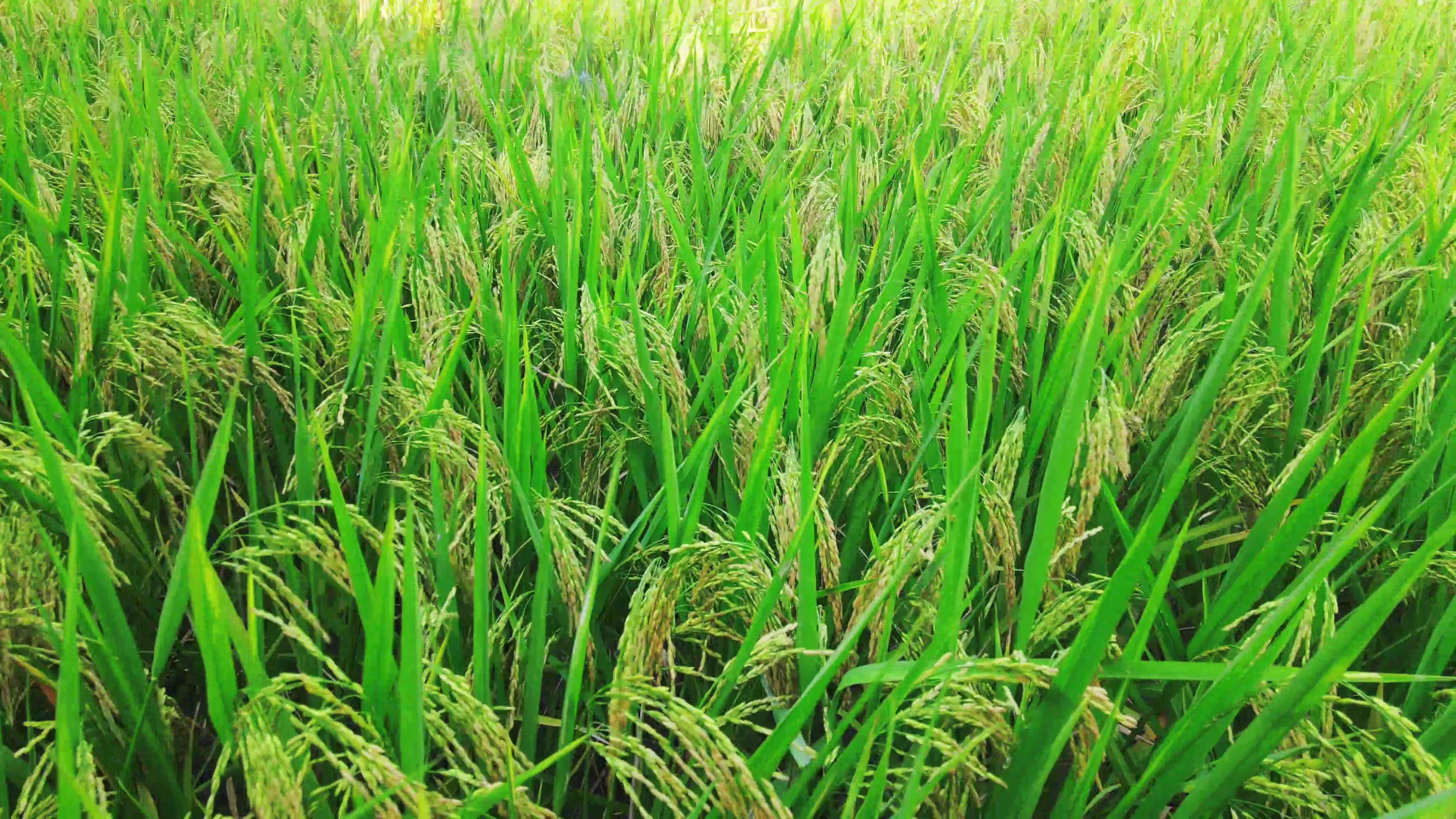 4K实拍绿色杂交水稻麦穗农业种植视频视频的预览图