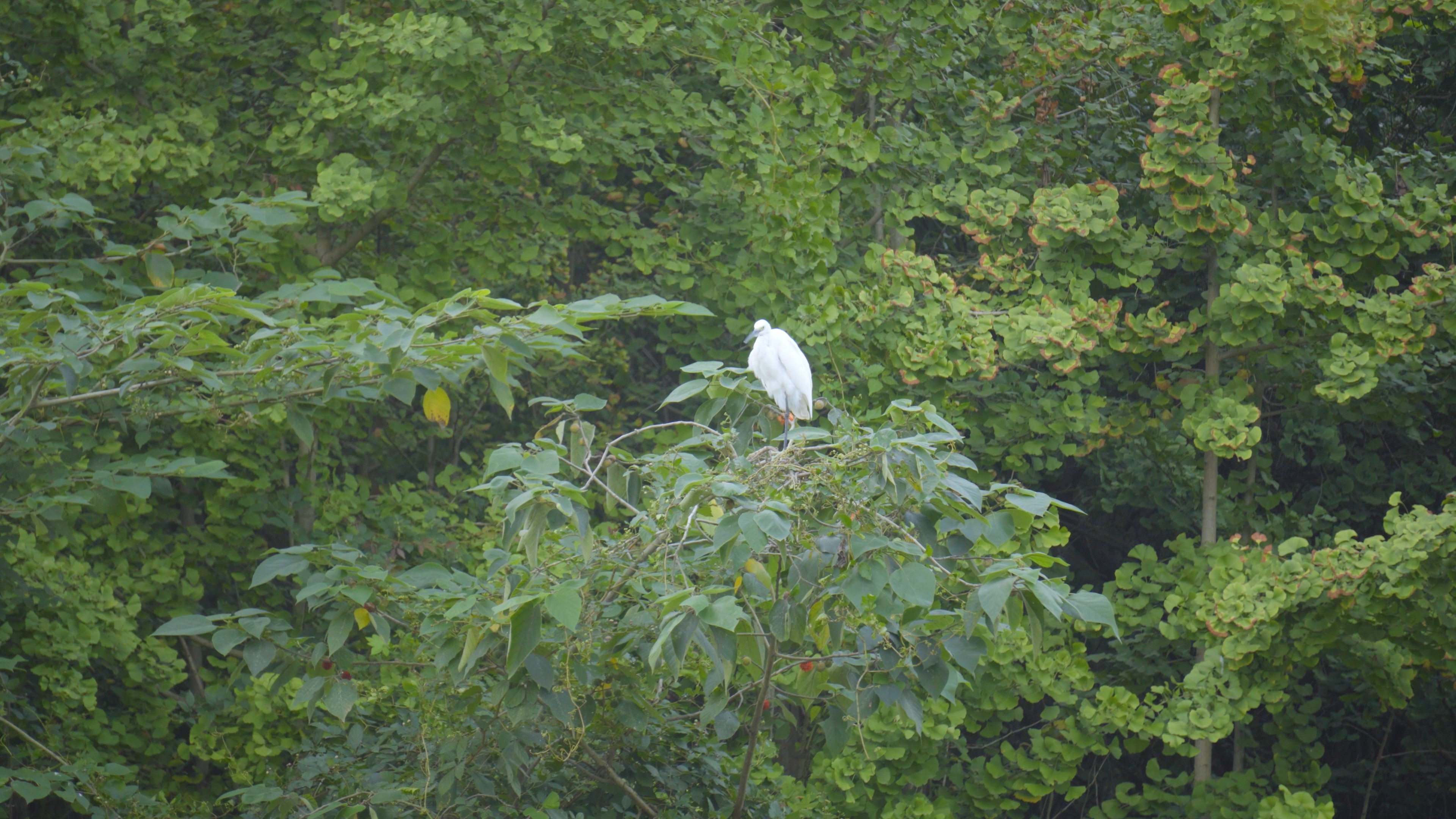 4K实拍白鹤在树枝上大自然视频素材视频的预览图
