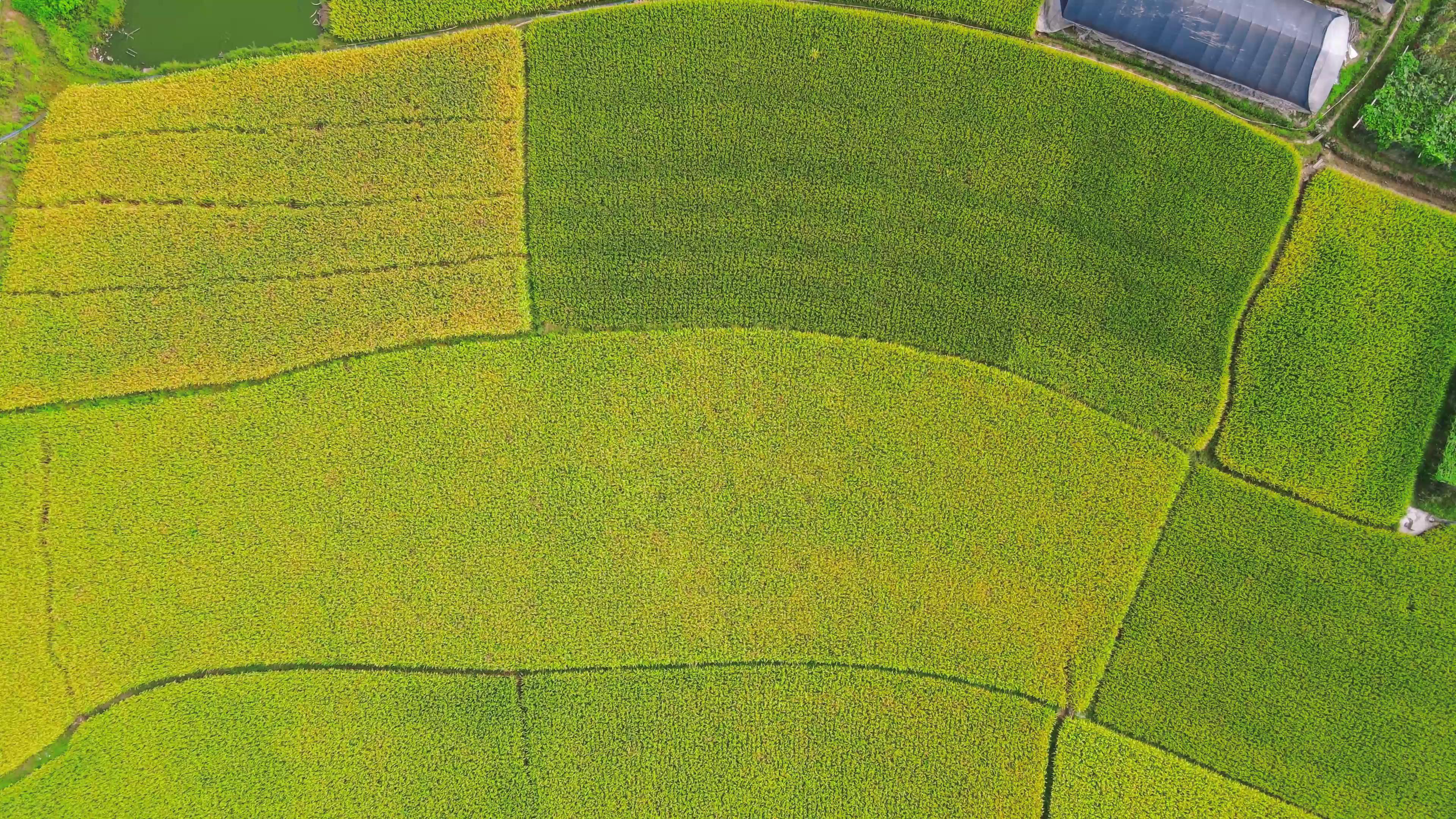 4K俯拍农业种植农田金黄水稻农业发展视频视频的预览图
