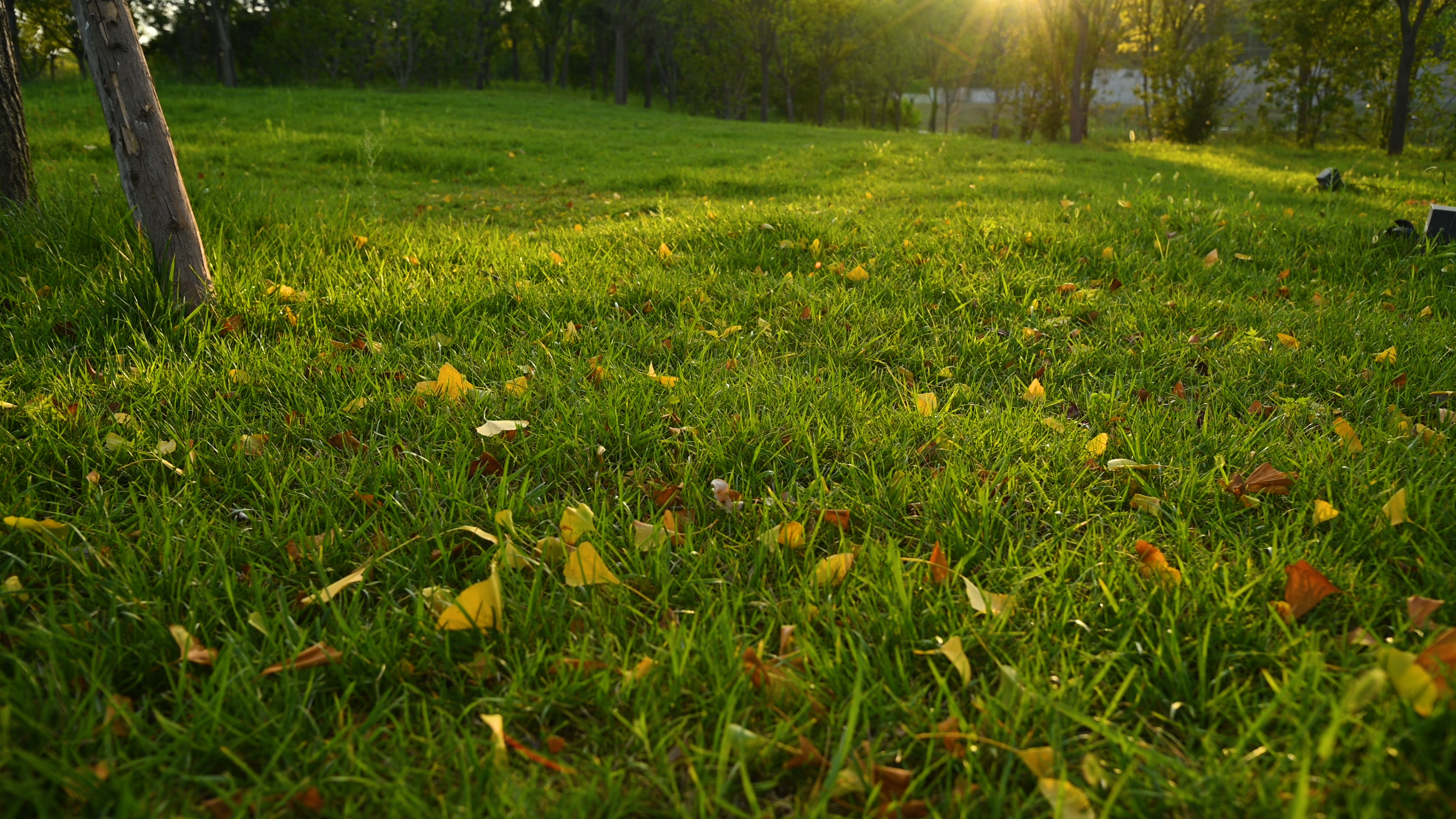 4K实拍秋天草地上的落叶枯叶逆光风光空镜视频的预览图