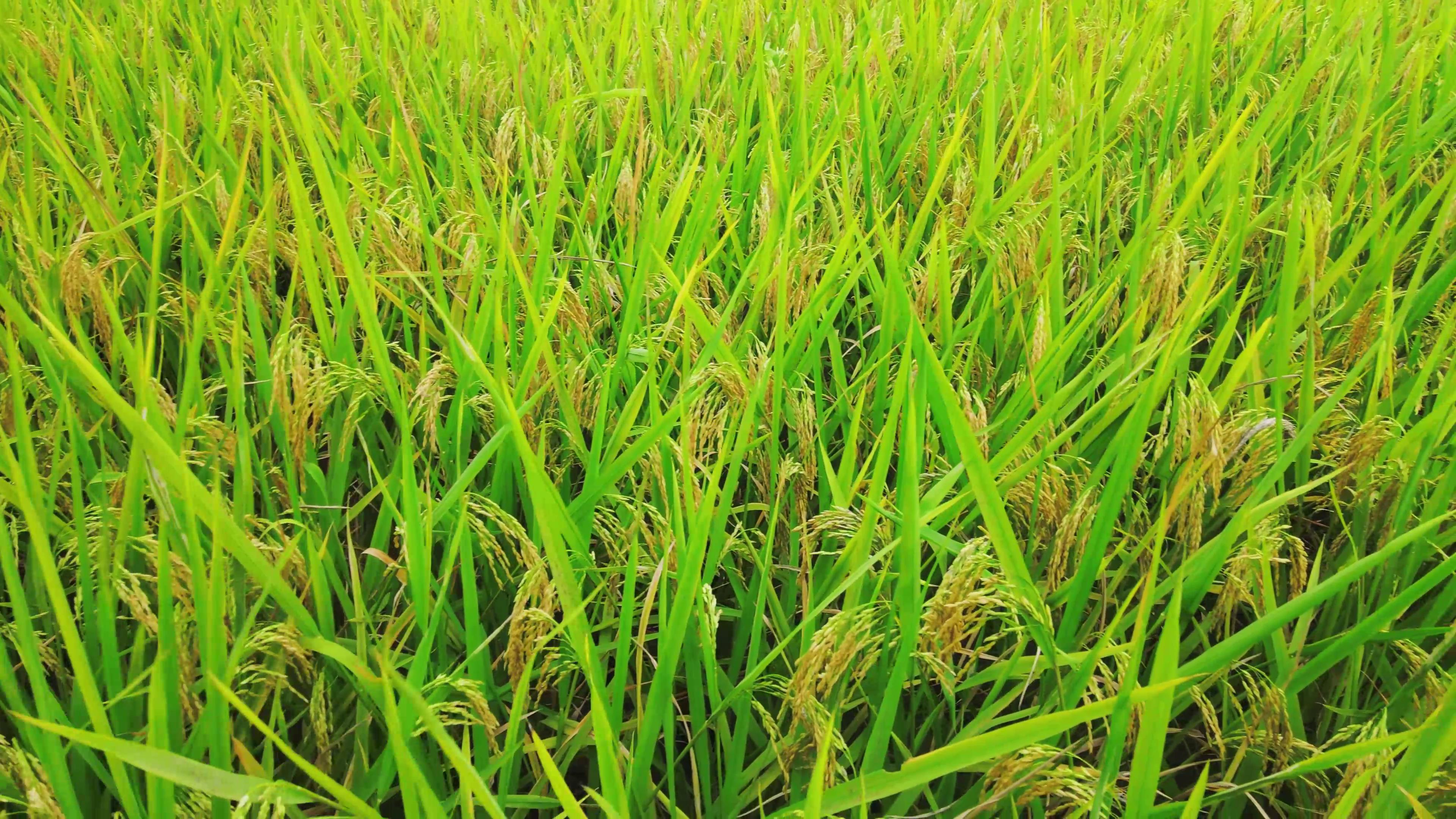 4K实拍金黄杂交水稻农业发展视频视频的预览图