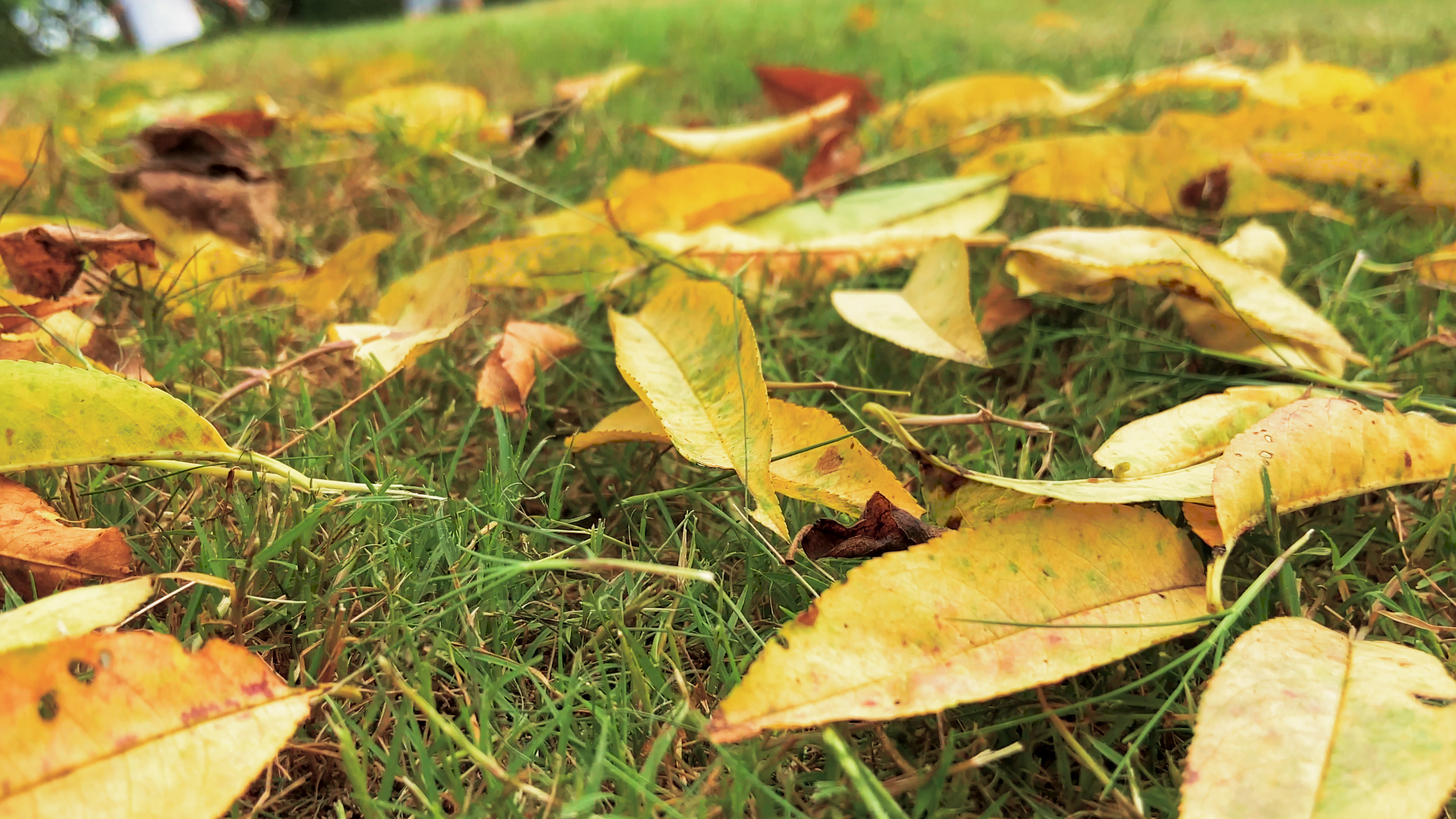 4K实拍秋天草地上的落叶枯叶秋天风景视频的预览图