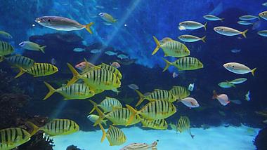 4k多种类彩色鱼海底世界鱼类海洋生物实拍视频的预览图