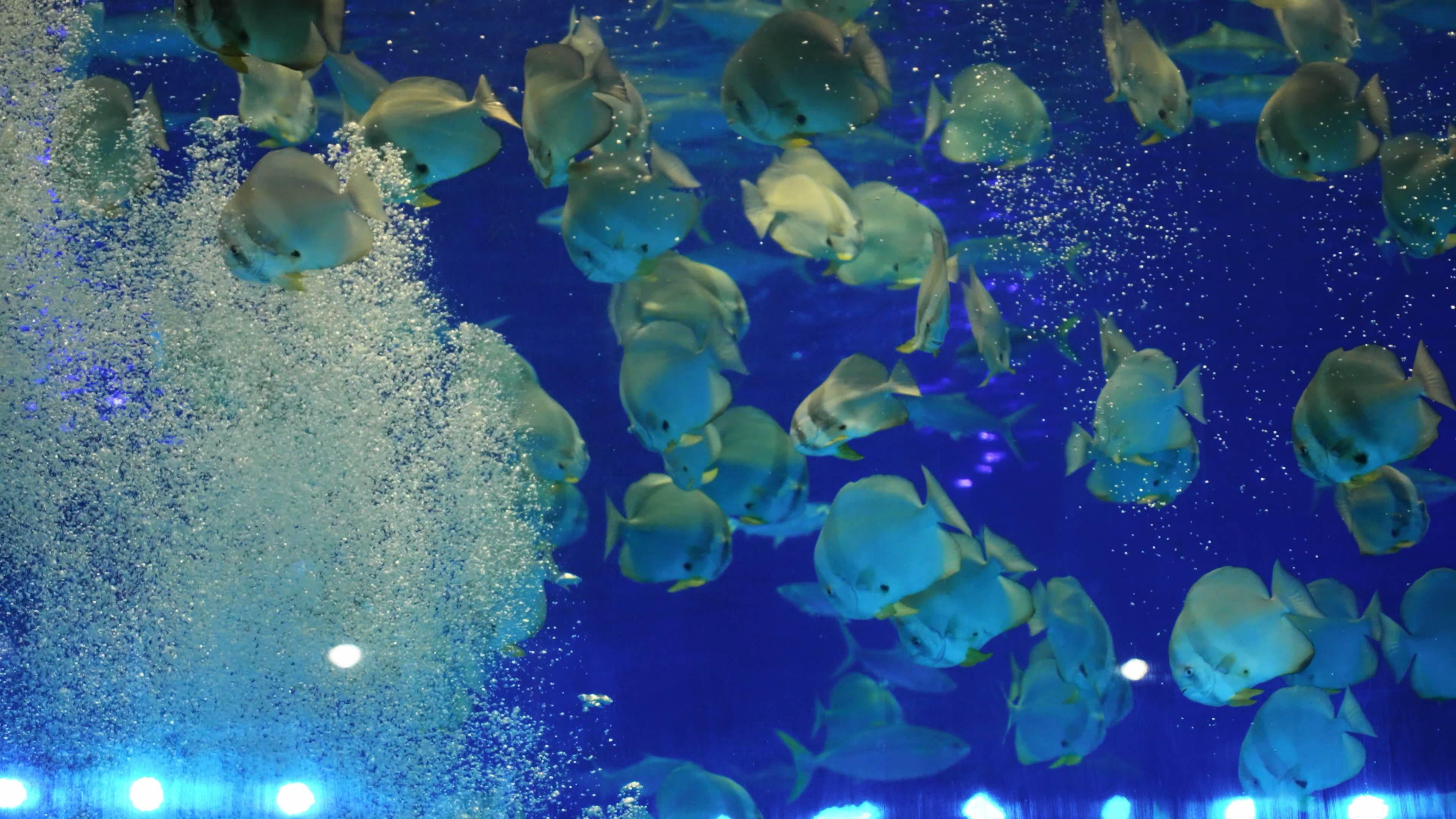 4k水中游动的刺尾鱼海底世界鱼类实拍视频的预览图