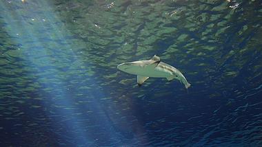 4k海底世界水中的鲨鱼鱼类海洋生物实拍视频的预览图
