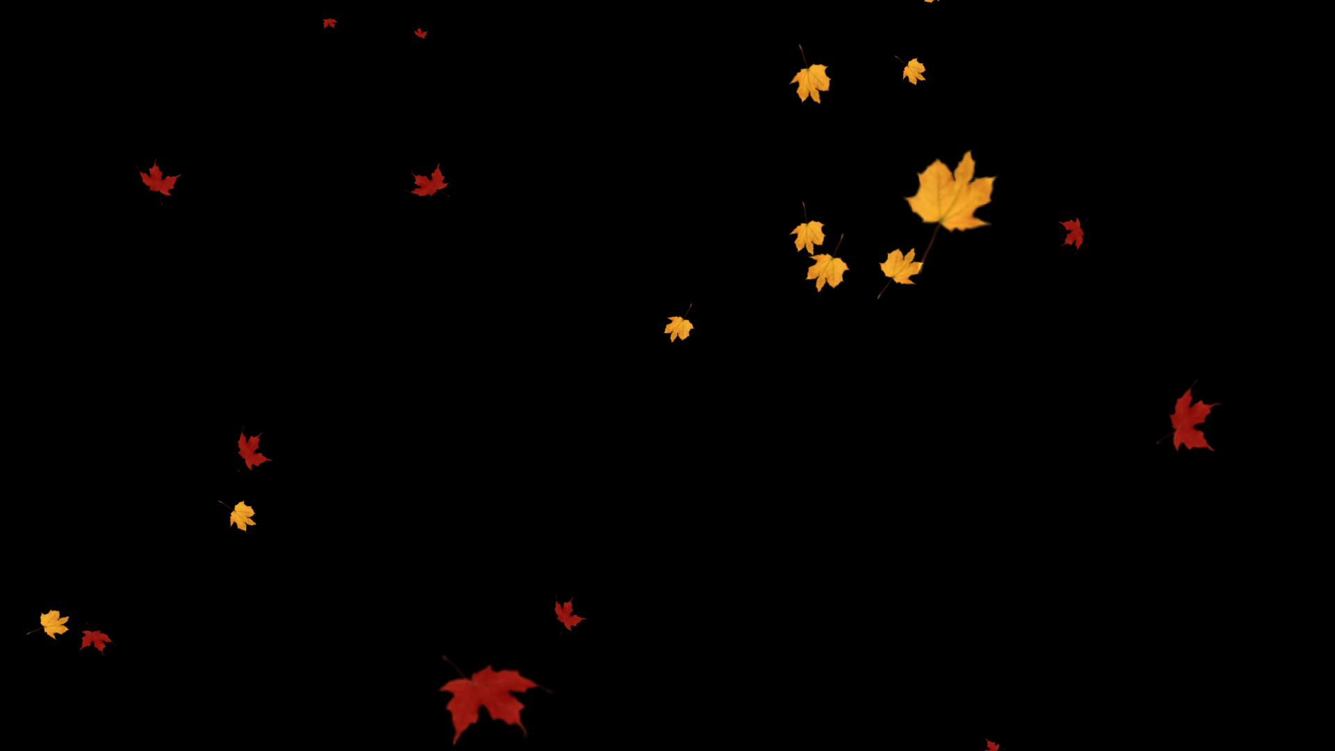 秋天枫叶树叶通道视频挂件装饰漂浮素材视频的预览图