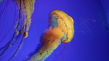 4k黄金水母太平洋海刺大型水母海洋生物视频的预览图
