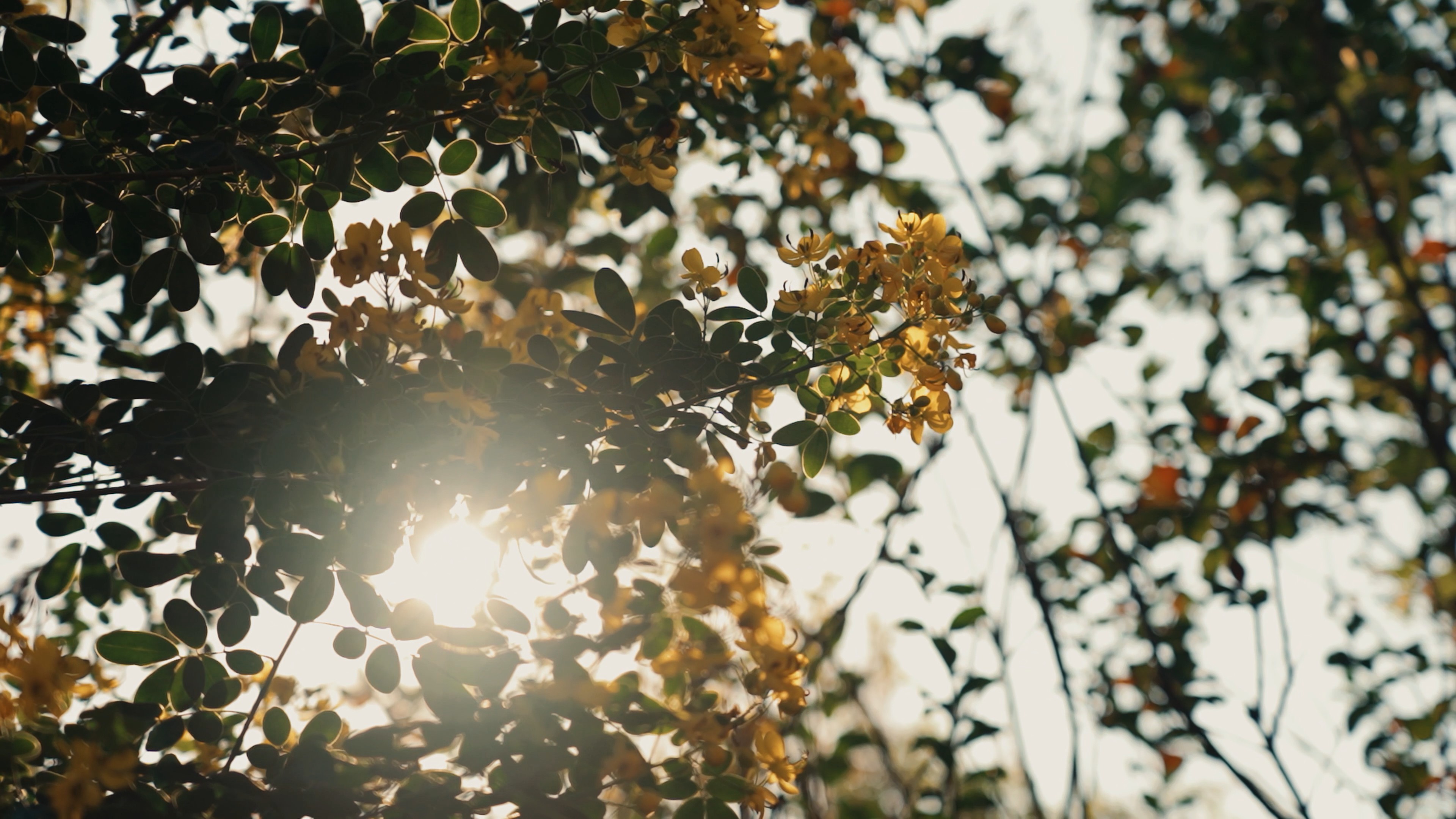 4k阳光穿过桂花树枝树叶唯美自然空镜视频的预览图