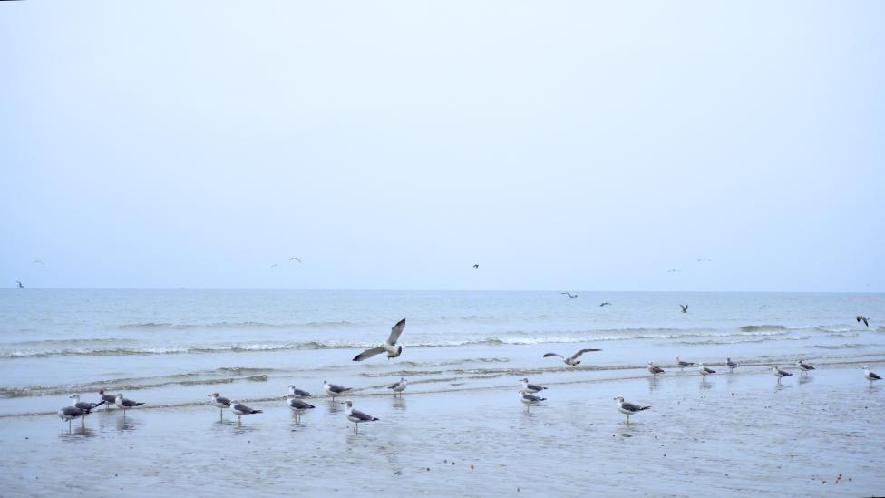 4K海鸥群飞成群海边大海空镜头视频的预览图