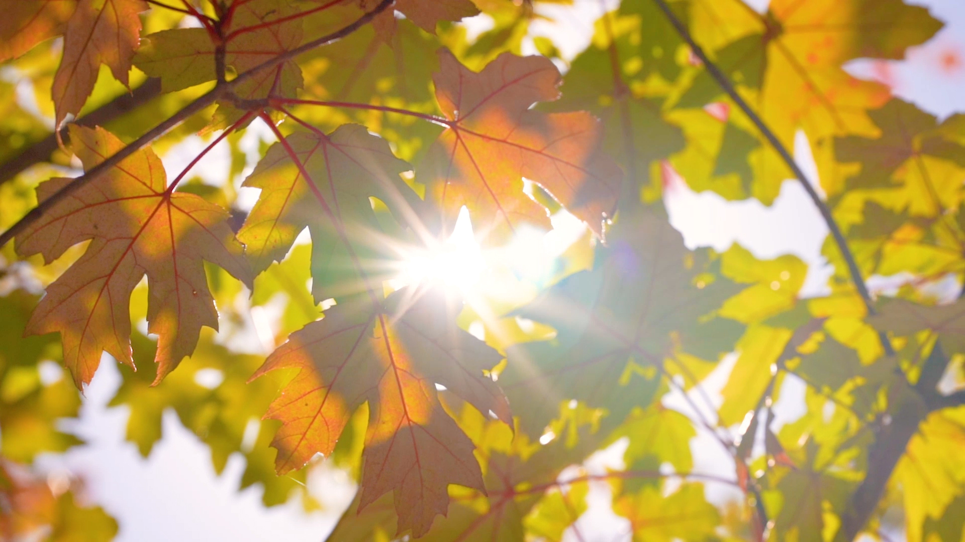 4K实拍唯美秋天温暖意境阳光透过金色枫叶视频的预览图