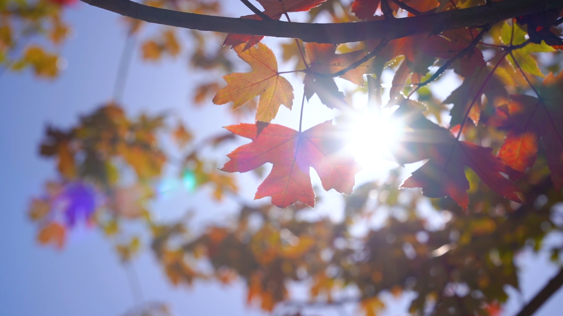 4k实拍唯美秋天阳光透过枫叶意境风景风光视频的预览图