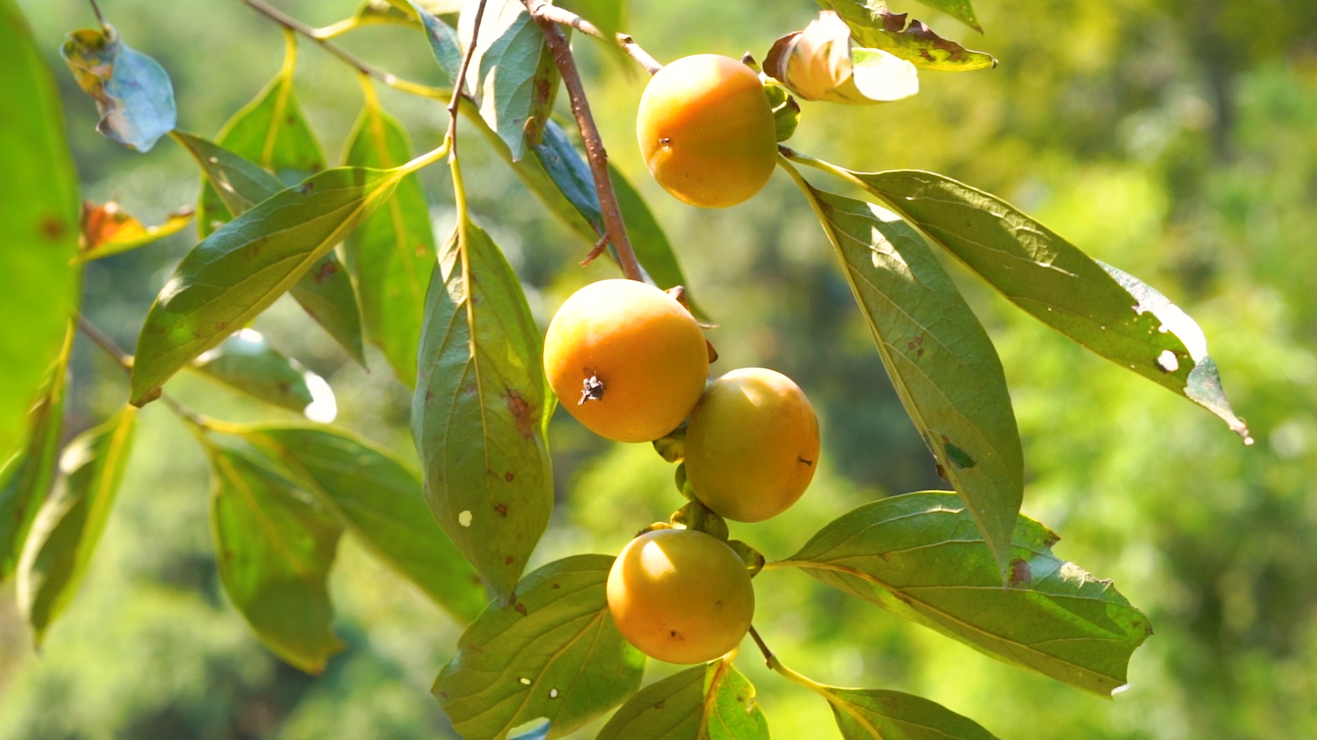 4k实拍秋天树上成熟的柿子水果视频的预览图