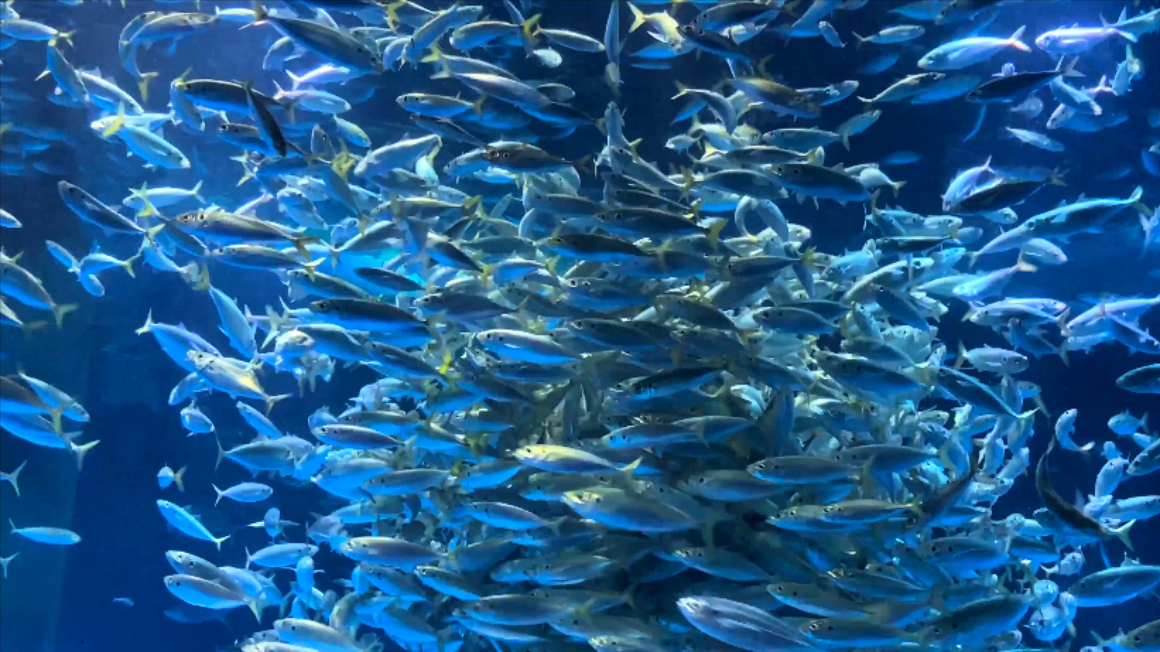 4K实拍海底银鱼成群海底世界鱼类视频的预览图