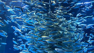 4K实拍海底银鱼成群海底世界鱼类视频的预览图