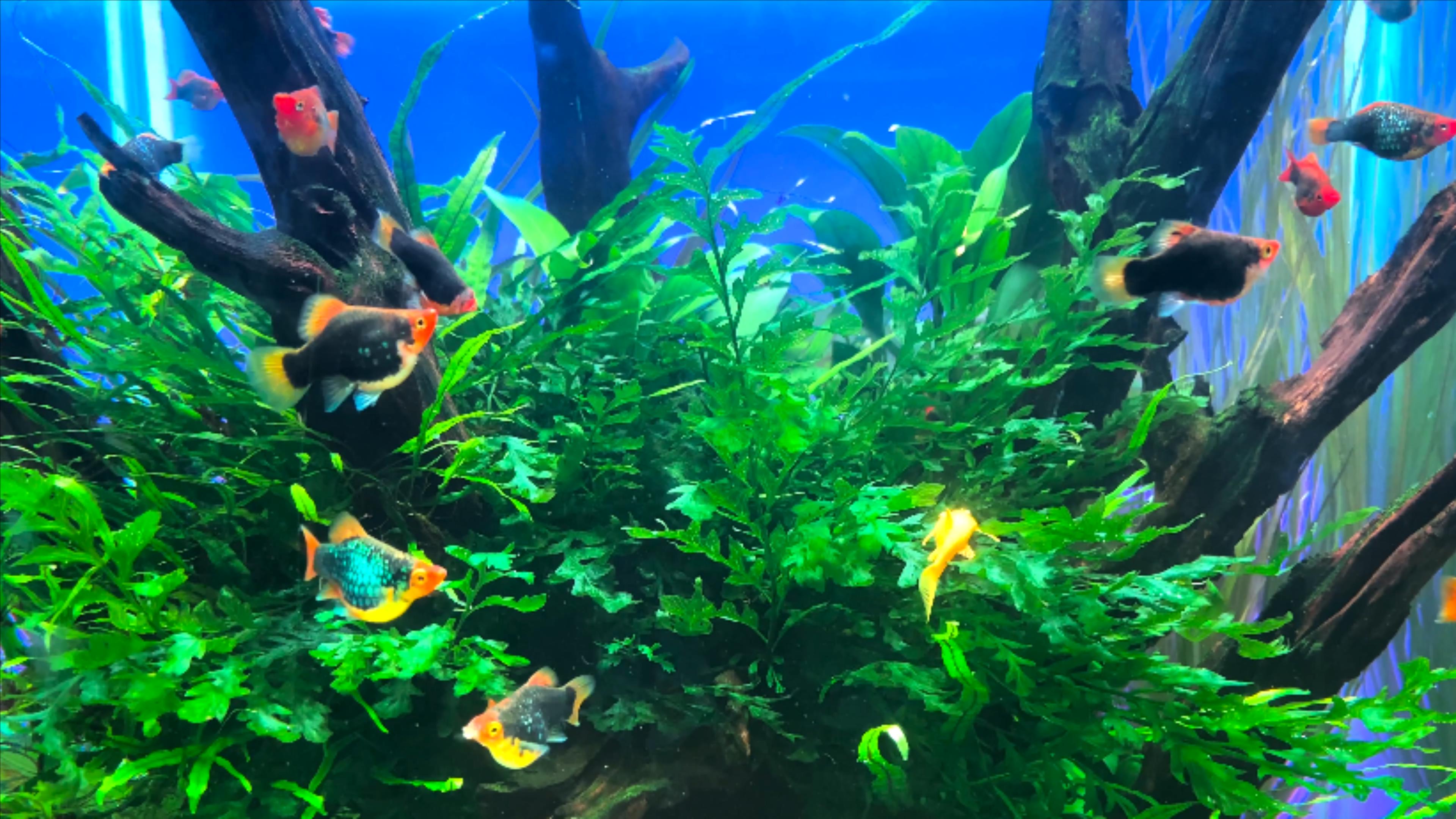 4K实拍海底世界鱼类精美鱼缸视频的预览图