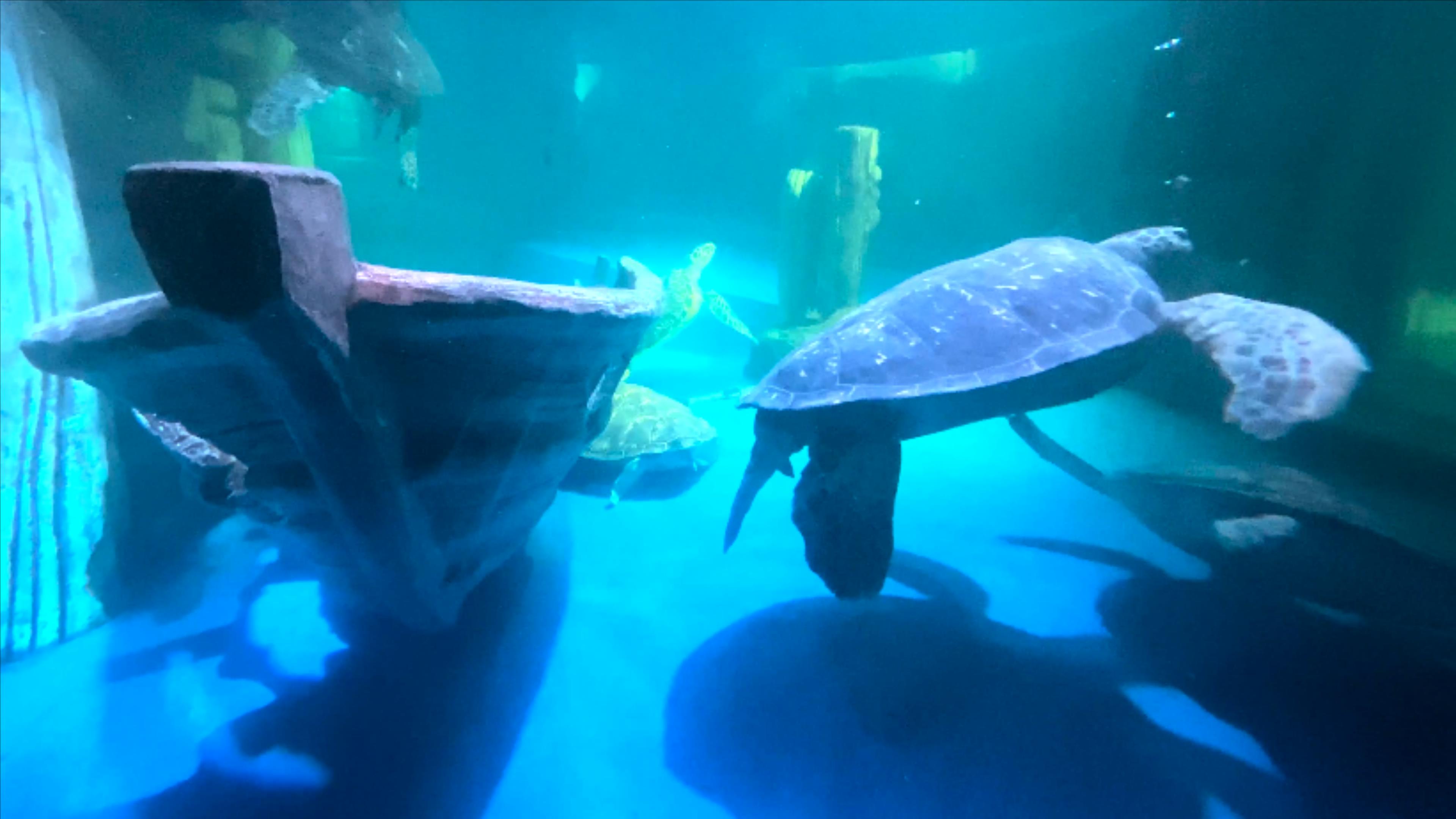 4K实拍海底世界大乌龟海洋生物视频的预览图