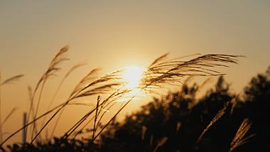 4k实拍夕阳下的芦苇唯美空镜秋天风景视频的预览图