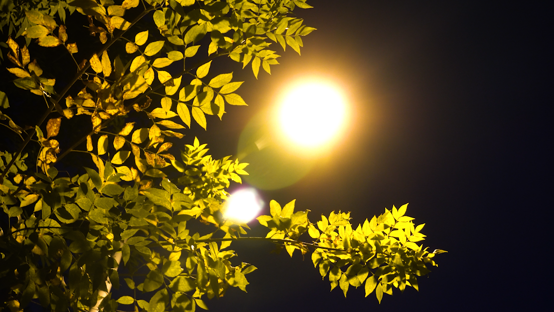 4K秋天路灯下黄叶树叶意境唯美空镜头视频的预览图