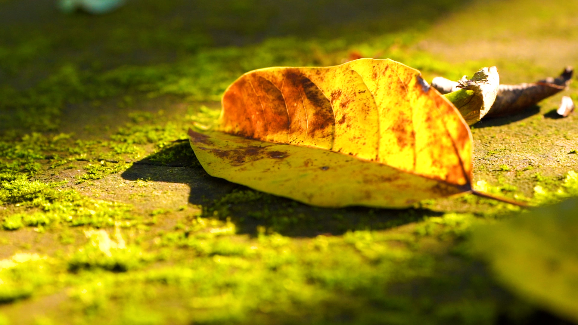 4k实拍唯美温暖阳光照射落叶树叶意境视频的预览图