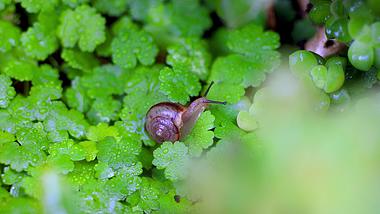 4k实拍春季惊蜇雨后微距昆虫蜗牛视频的预览图