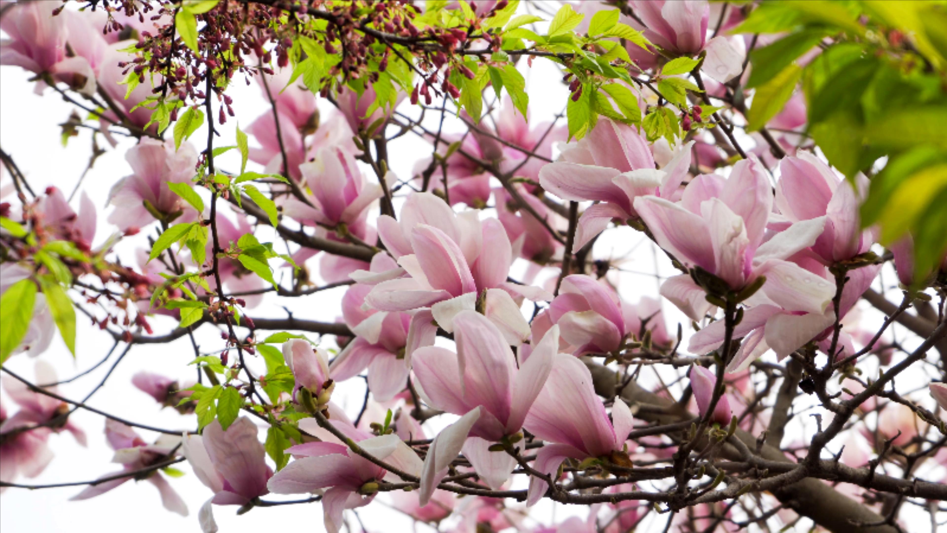 4K实拍春天植物紫玉兰花视频的预览图