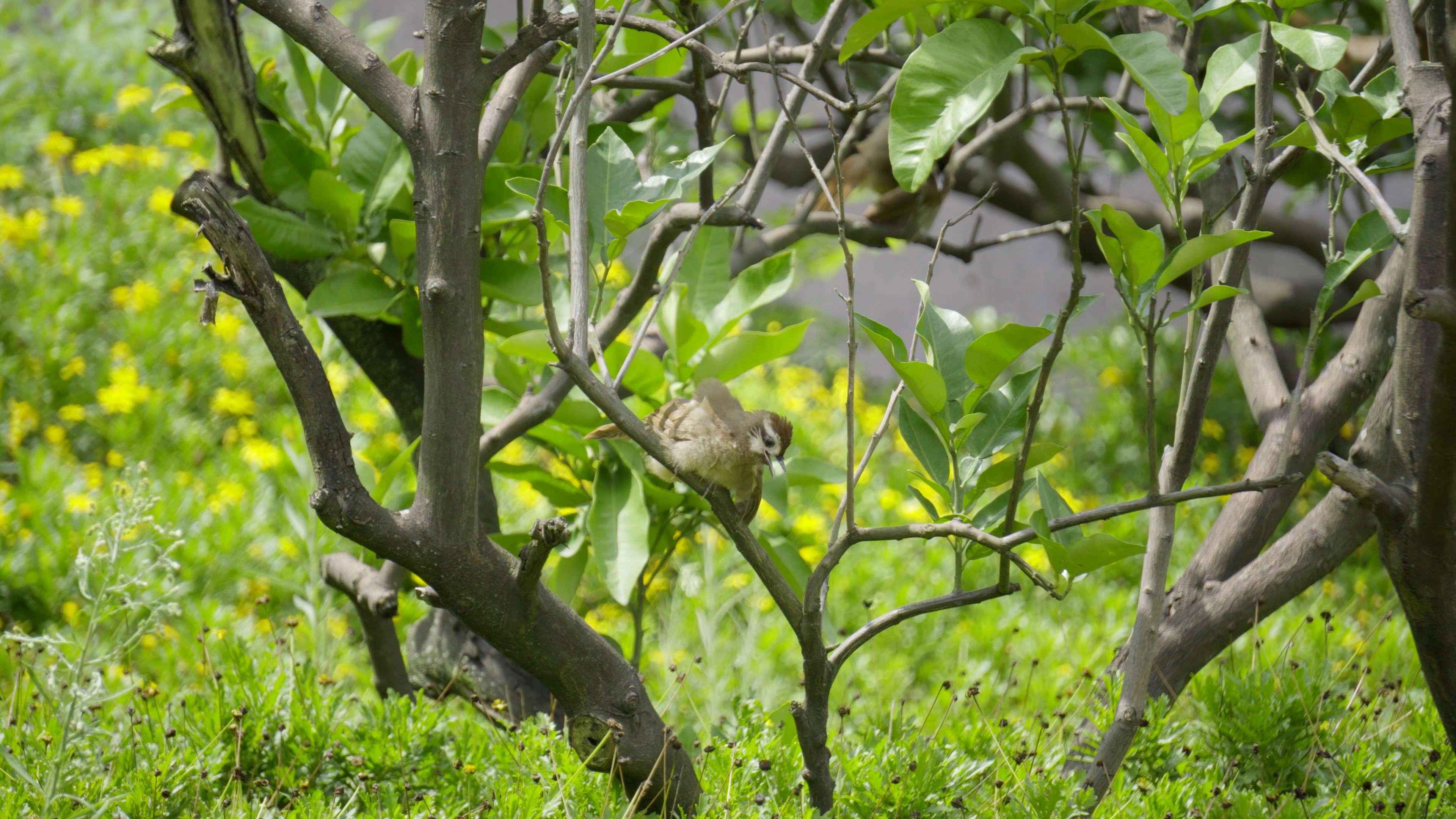 4K实拍春天树枝上的小鸟视频素材视频的预览图