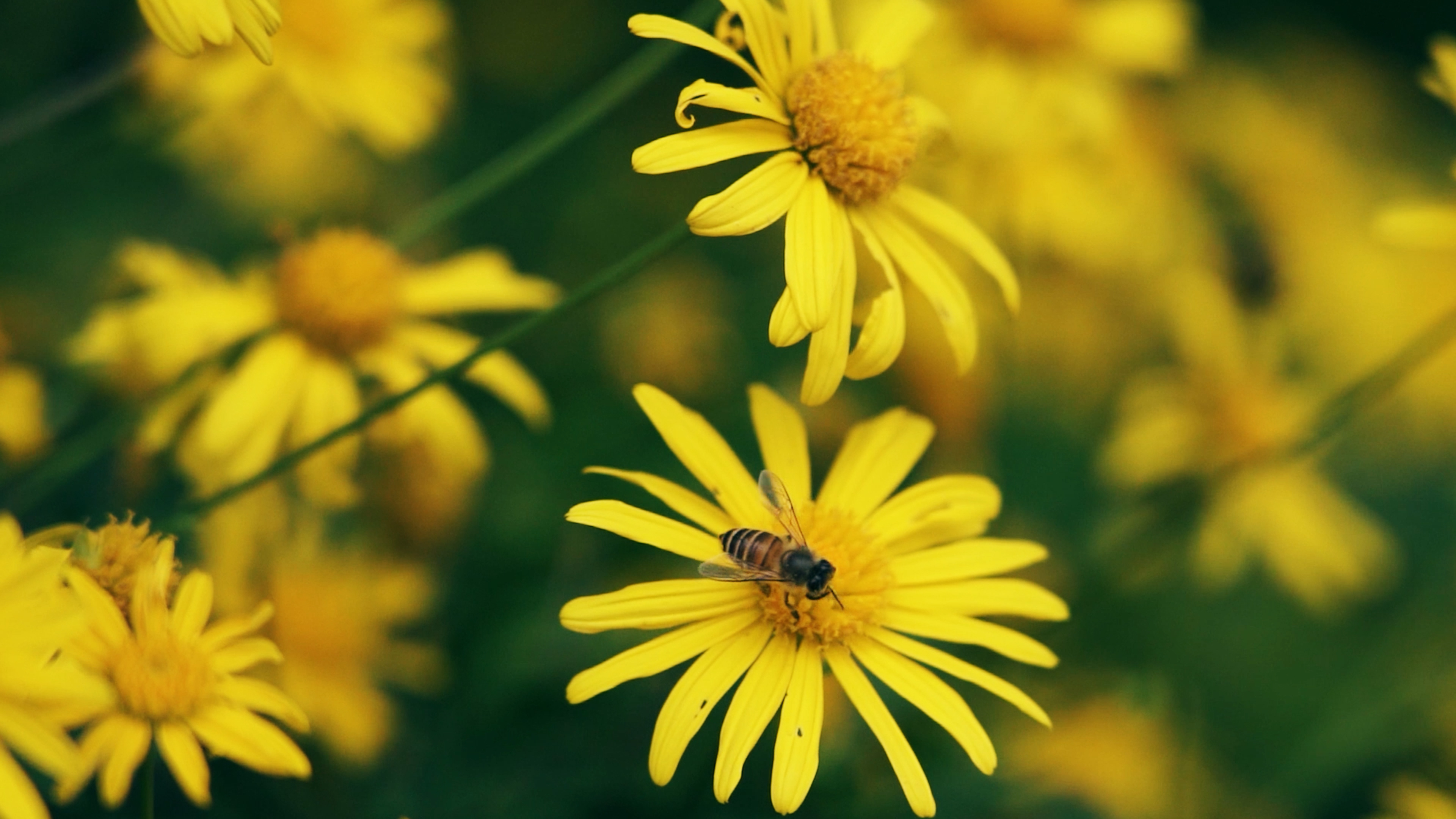 4K实拍初夏小雏菊蜜蜂采蜜视频视频的预览图