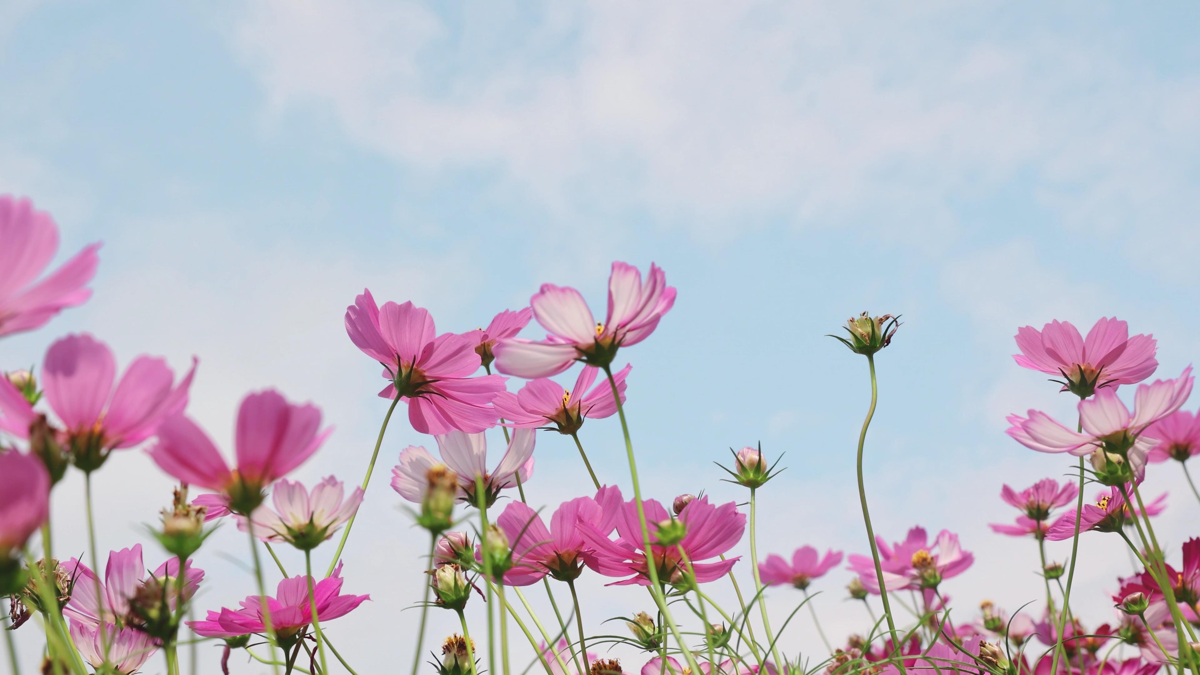 4k实拍盛开的波斯菊粉色花朵夏天风景视频的预览图