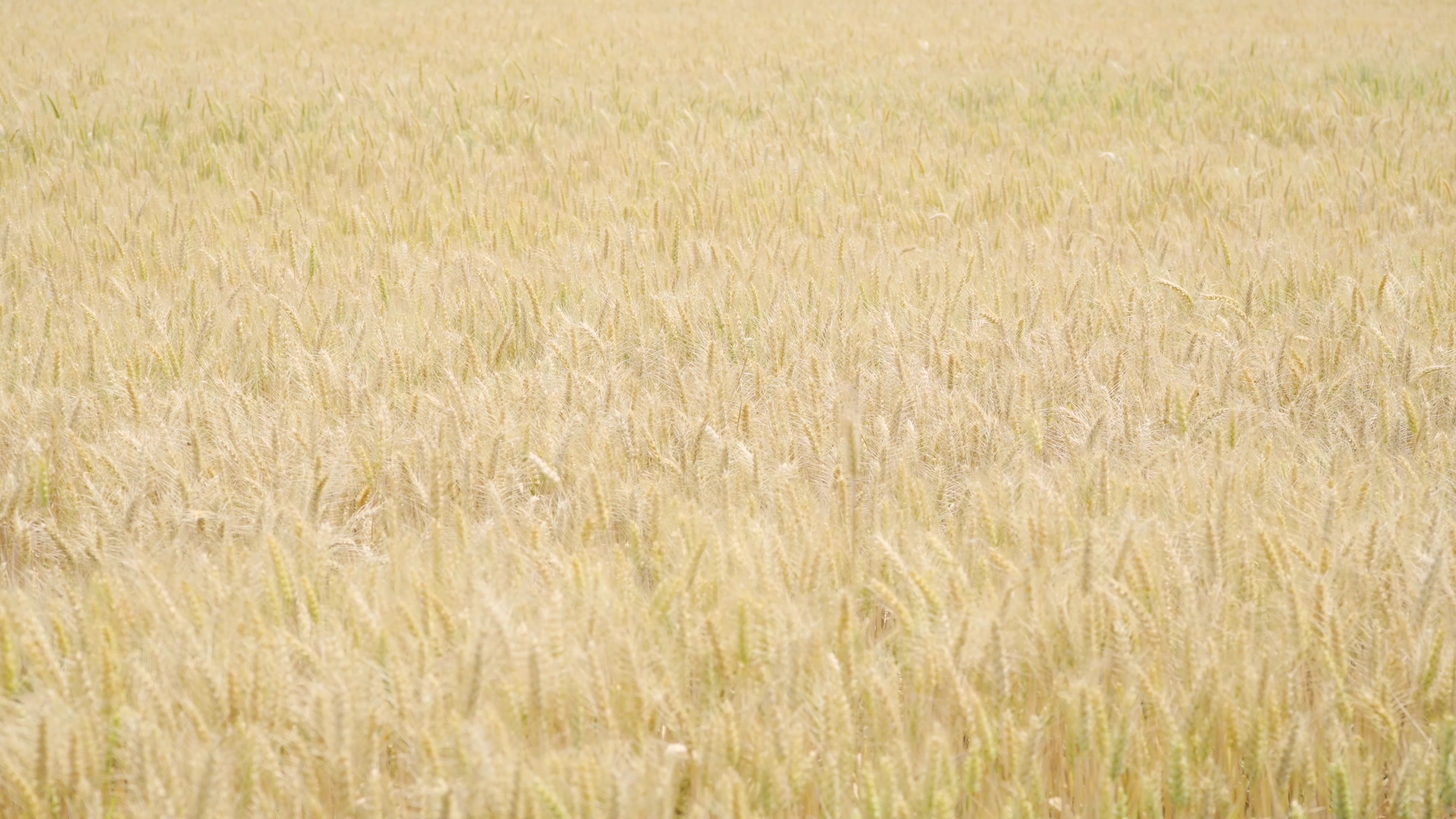 4K实拍农业丰收麦子成熟麦田视频的预览图
