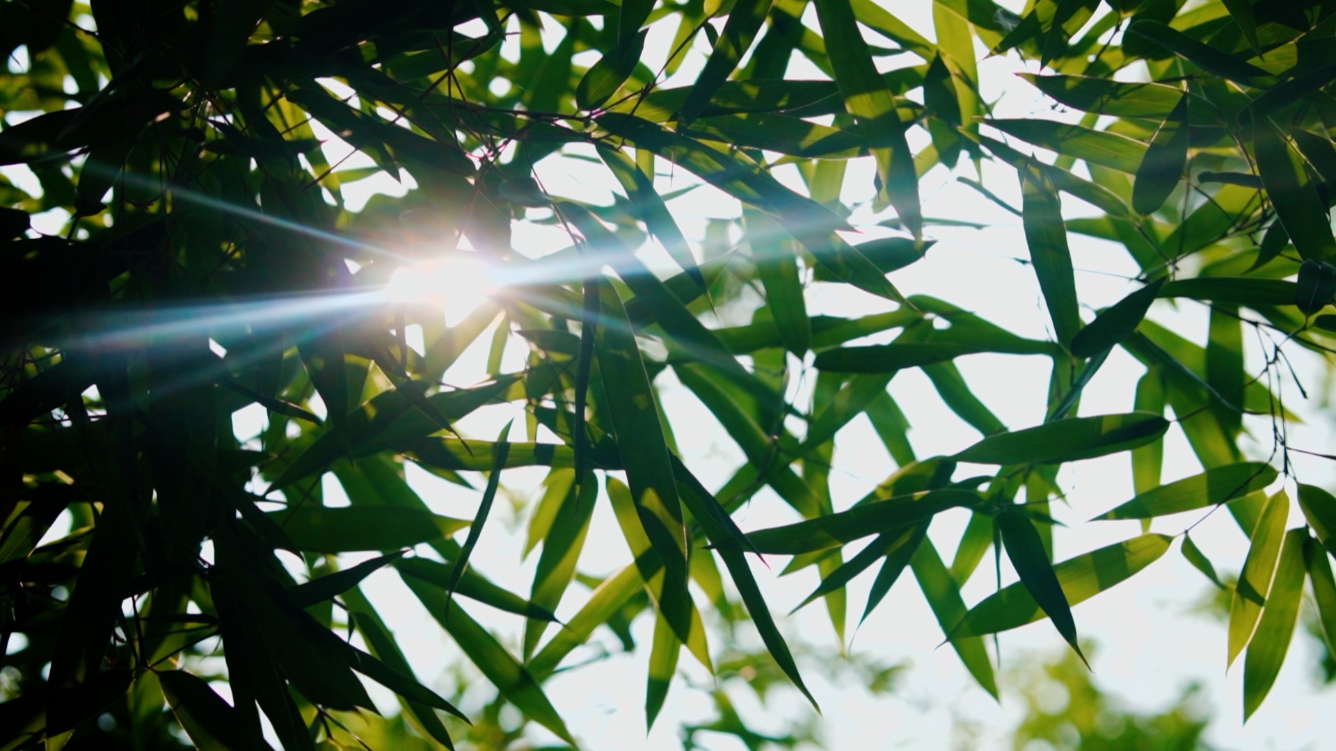 1080夏天阳光竹林竹叶唯美意境绿色氧吧空镜视频视频的预览图