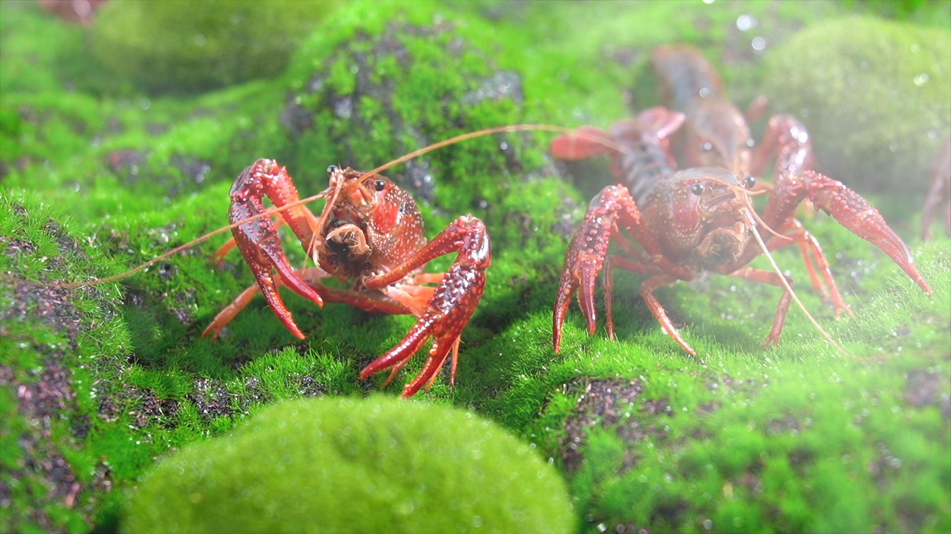夏日活体水产小龙虾实拍夏季美食视频视频的预览图