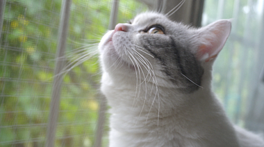 4K宠物猫动作呆萌可爱安静观望生活空镜头视频的预览图