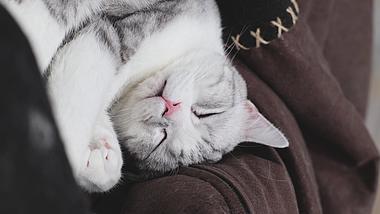 4K宠物猫动作睡觉可爱生活空镜头视频的预览图
