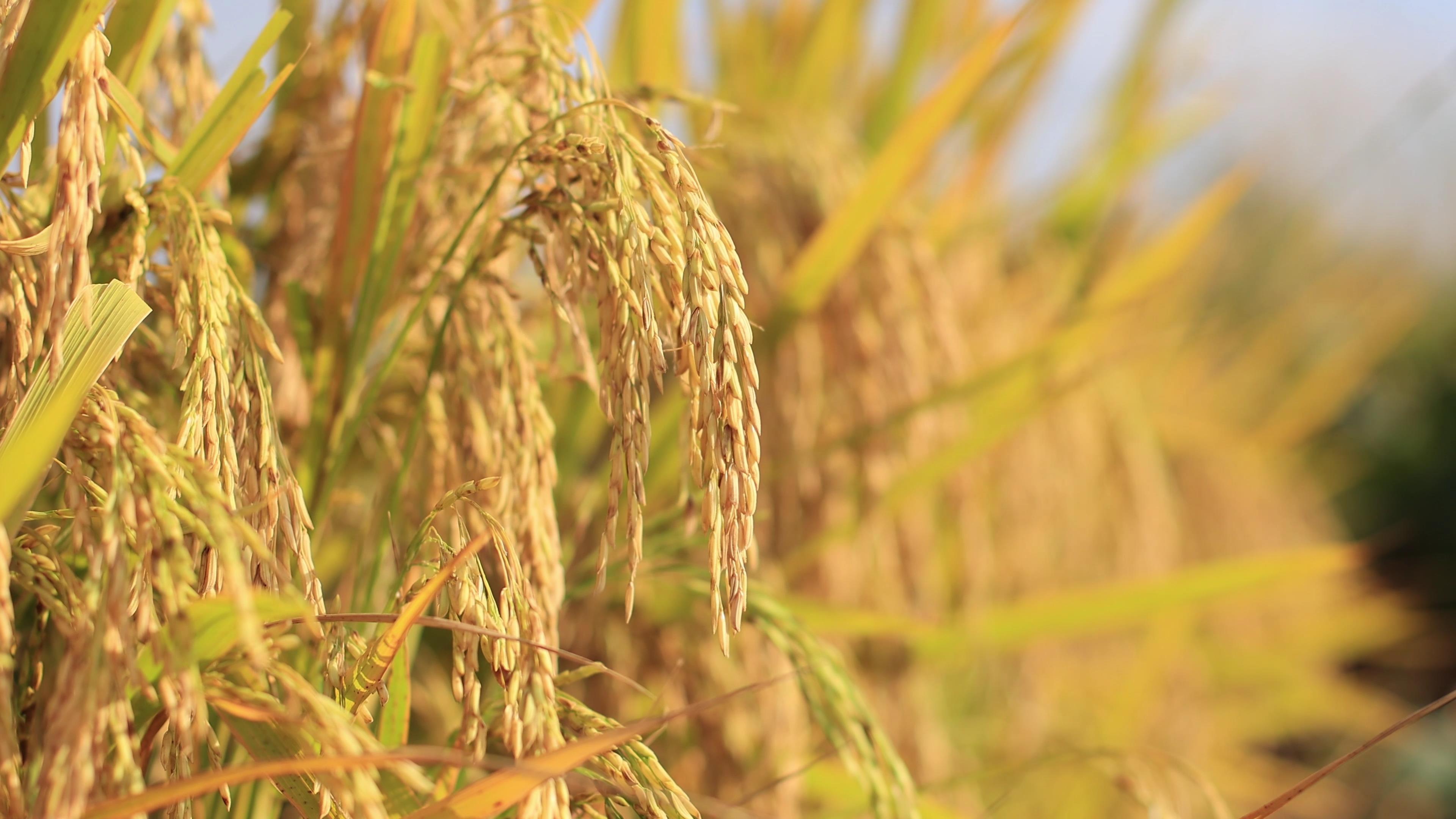 4k秋天成熟的金色稻谷农作物特写实拍视频视频的预览图