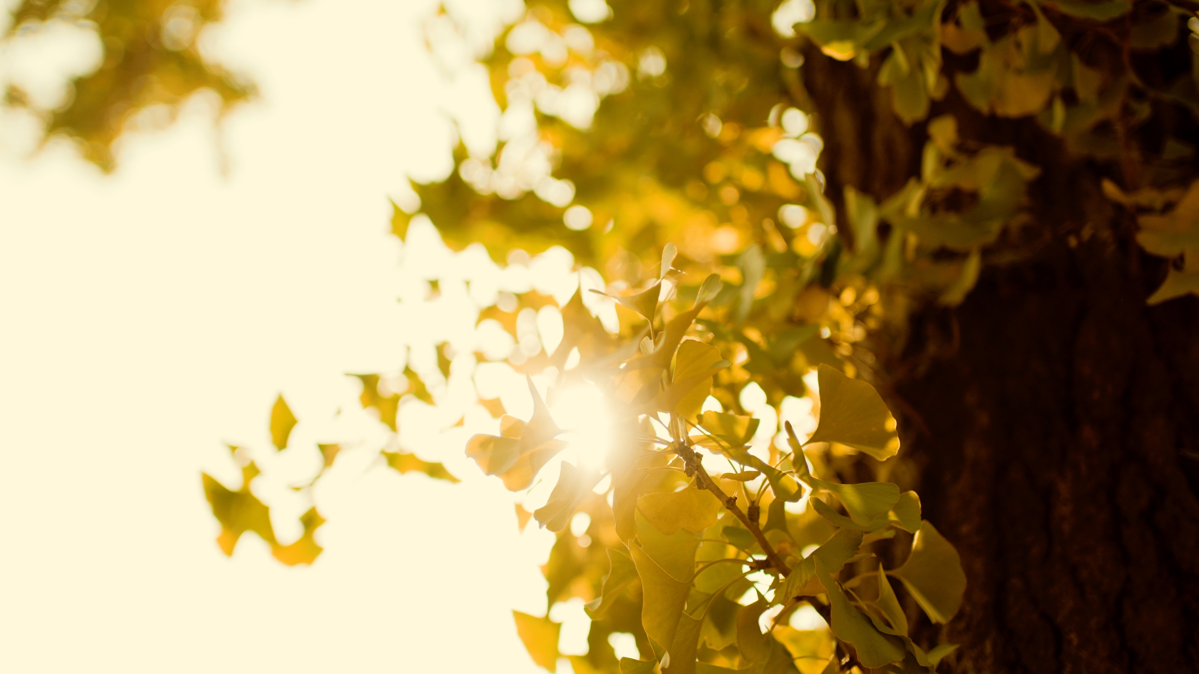 唯美秋天黄色银杏叶透光意境实拍视频4k视频的预览图