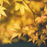 秋季银杏叶秋天树叶金黄色树叶逆光秋叶mp41080P视频素材