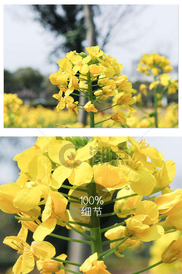 春天黄灿灿油菜花摄影图片摄影图1024*1540图片素材免费下载-编号1232082-潮点视频