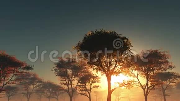 日落和雾中的森林视频的预览图