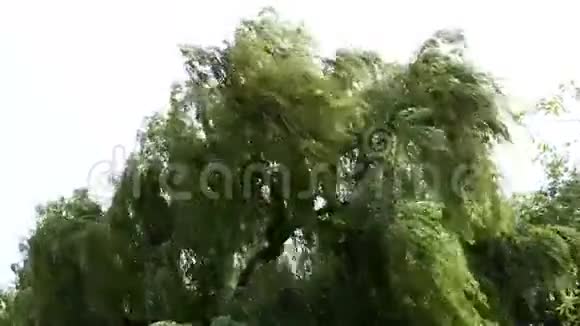 树在风中视频的预览图