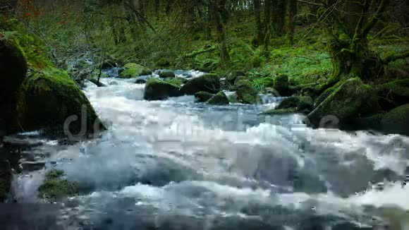 古森林中的大河视频的预览图