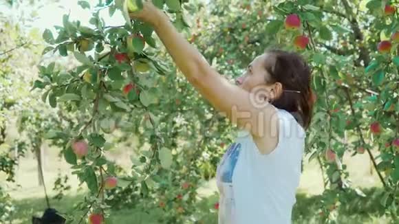 女农民在果园里摘了一种新的苹果视频的预览图