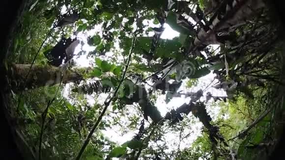 帕胡马兰花保护区视频的预览图